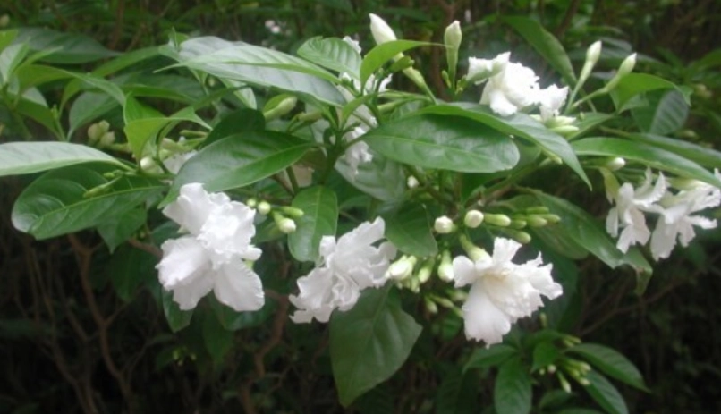 台灣馬茶花景點