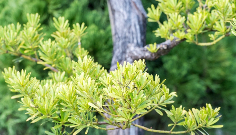 羅漢松修剪方法