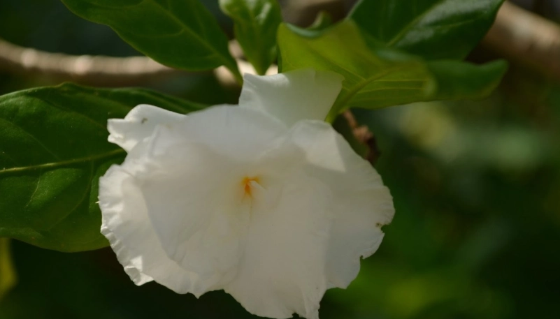 台灣馬茶花景點