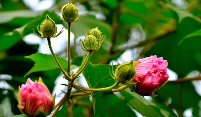 木芙蓉種植技巧