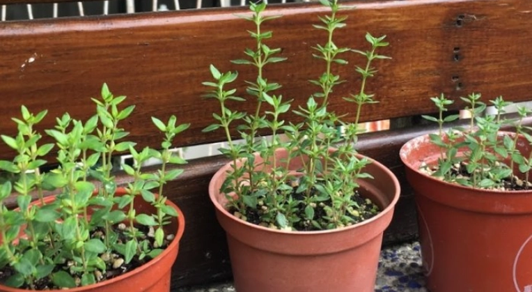 香草 盆栽