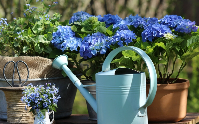 繡球花種植方法