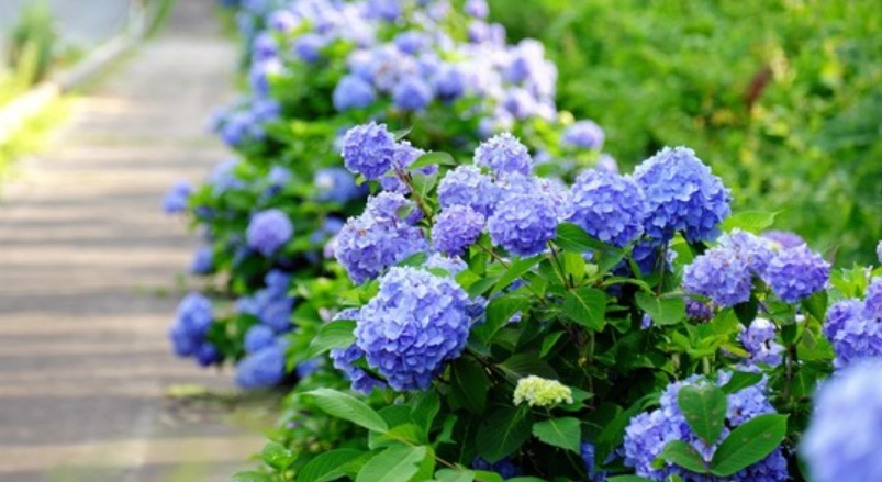 繡球花修剪技巧