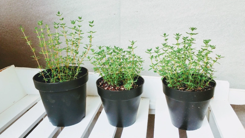 香草 盆栽