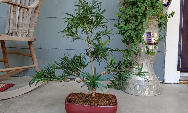 羅漢松養護指南