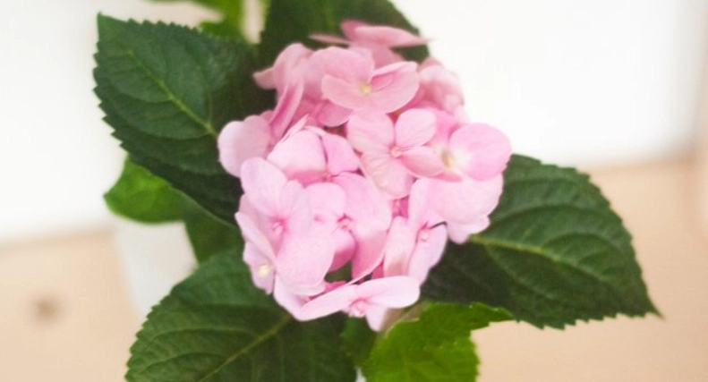 繡球花種植方法