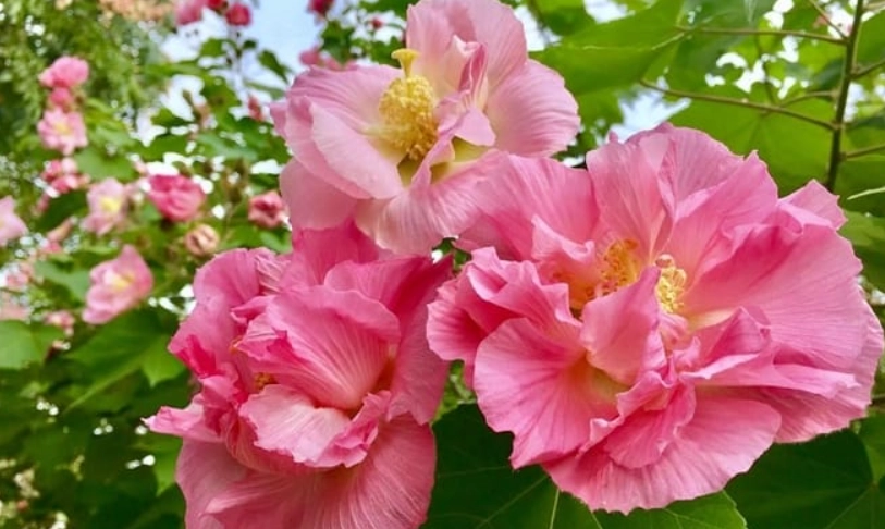 芙蓉花常見問題