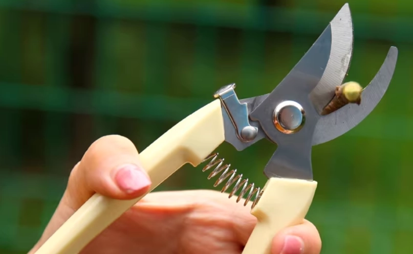 羅漢松修剪方法