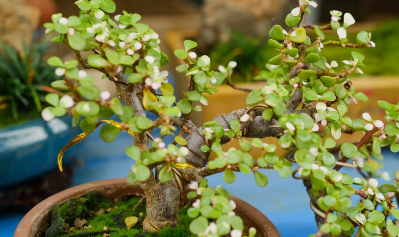 樹馬齒莧常見問題