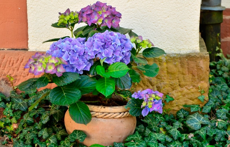 繡球花修剪技巧