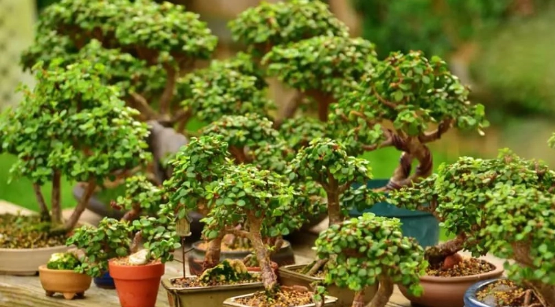 樹馬齒莧常見問題