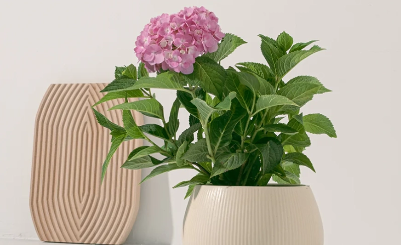 繡球花修剪技巧