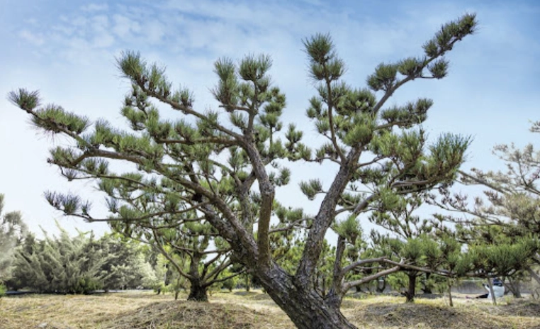 黑松樹木 種植