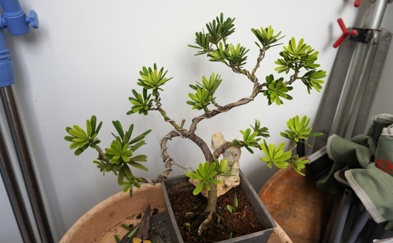 羅漢松造型技巧