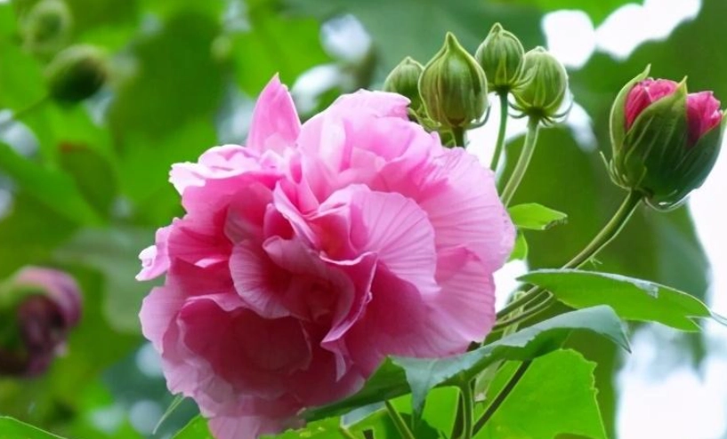 木芙蓉種植技巧