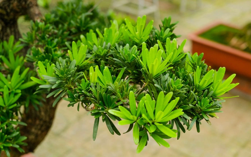 羅漢松修剪方法