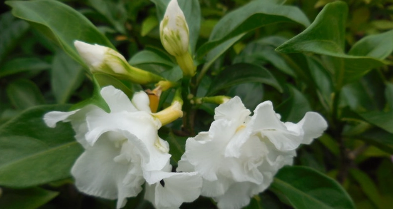 台灣馬茶花景點
