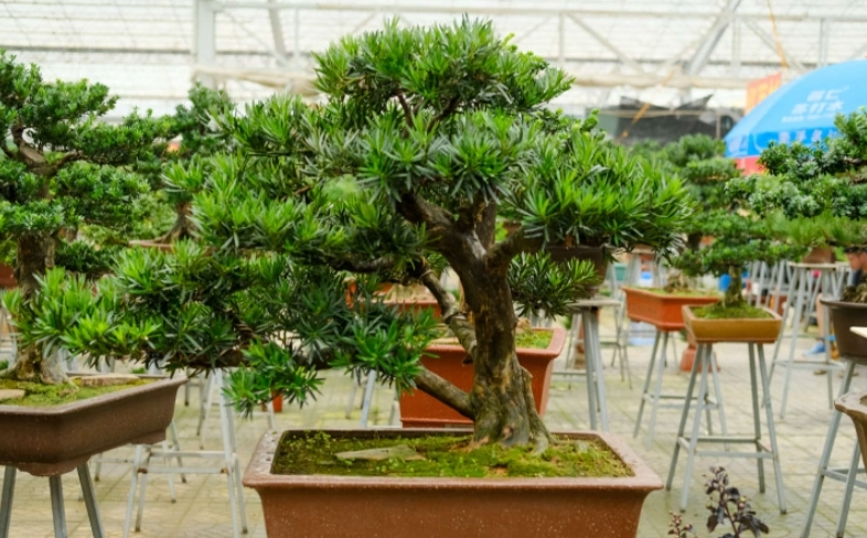 羅漢松造型技巧