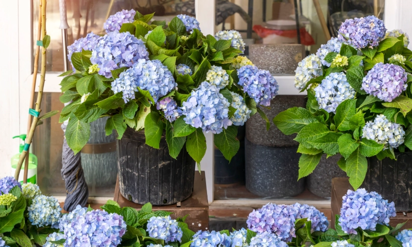 繡球花種植方法