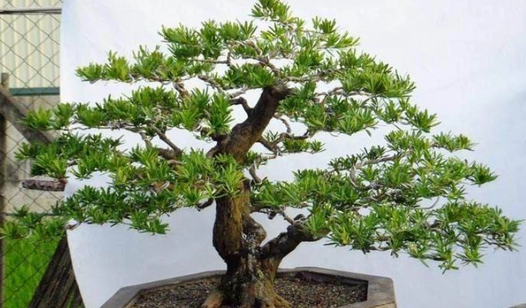 羅漢松養護指南