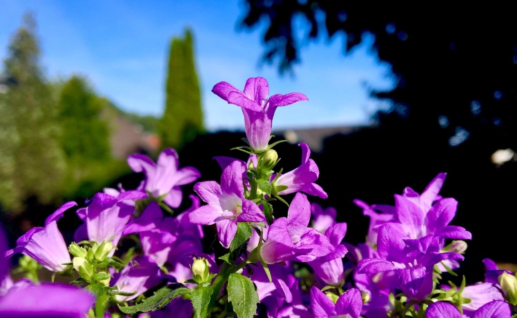 紫色風鈴花