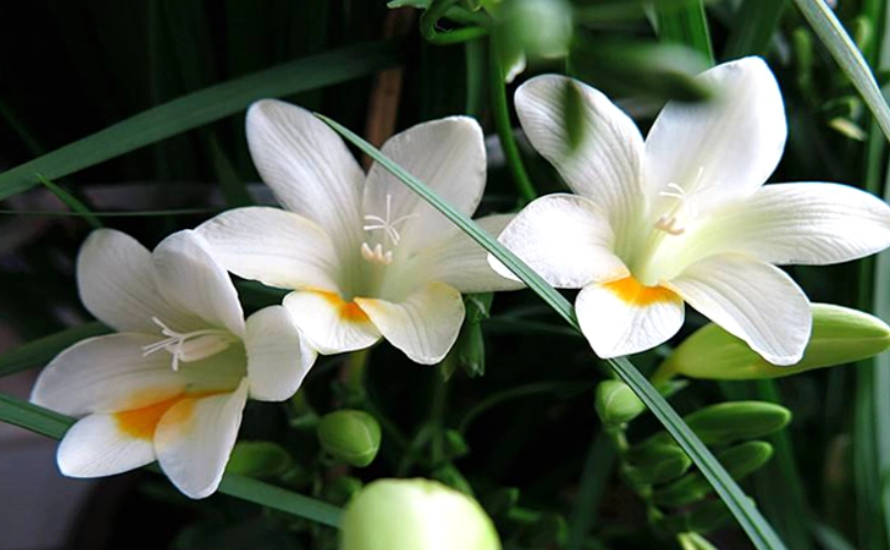 小蒼蘭送禮指南