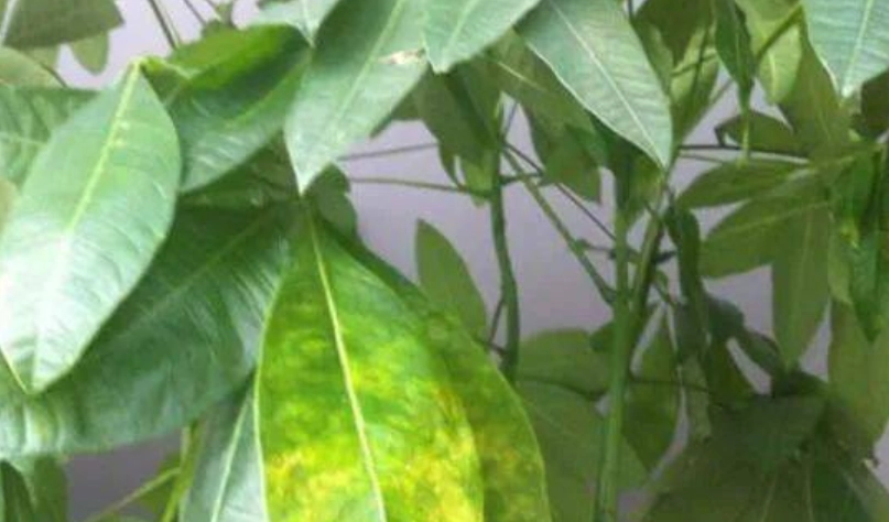 發財樹葉子變黃原因