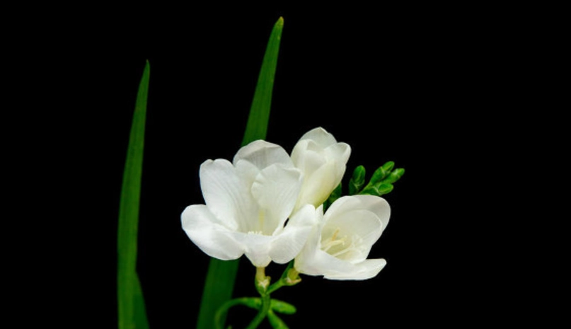 小蒼蘭送禮指南