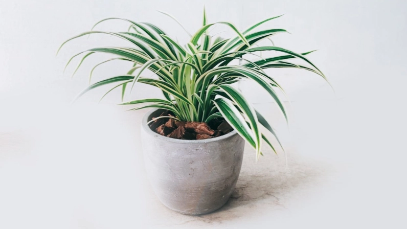 白紋草浇水方法 白紋草浇水方法