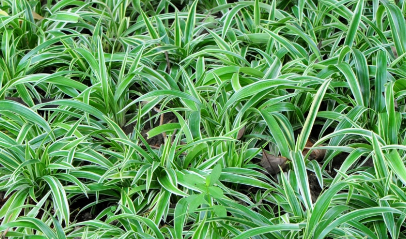 白紋草种植 白紋草种植