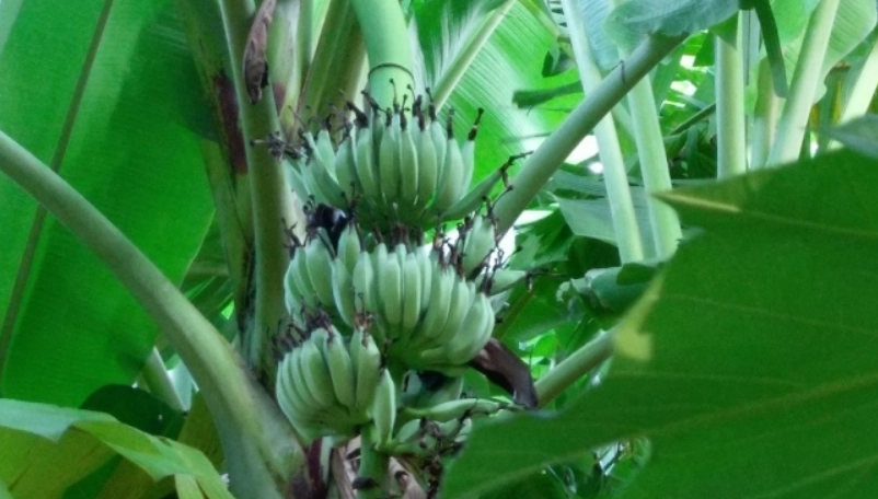 芭蕉樹用途