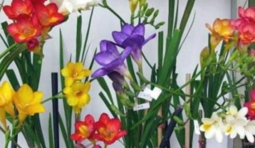 小蒼蘭種植方法