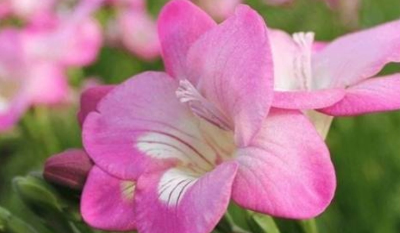 小蒼蘭送禮指南