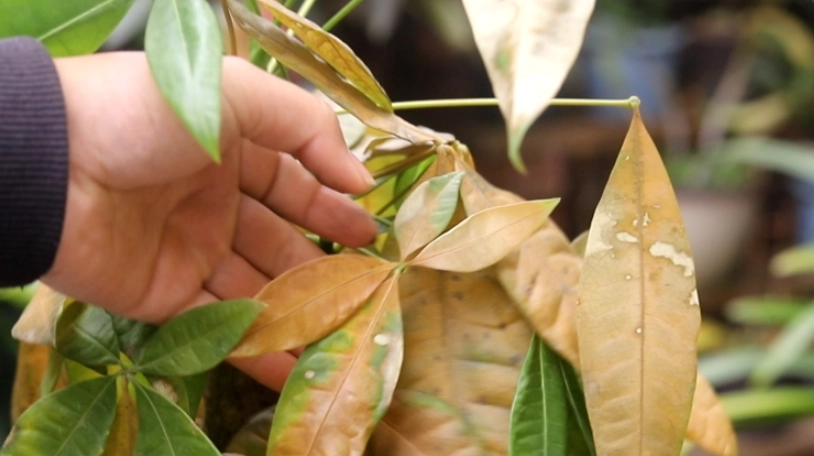 發財樹葉子變黃原因