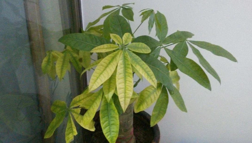 發財樹葉子變黃處理