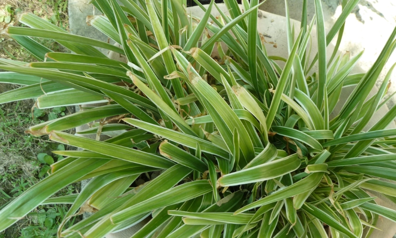 白紋草浇水方法 白紋草浇水方法