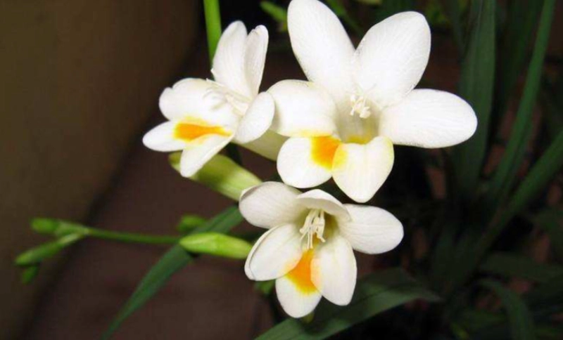 小蒼蘭種植方法