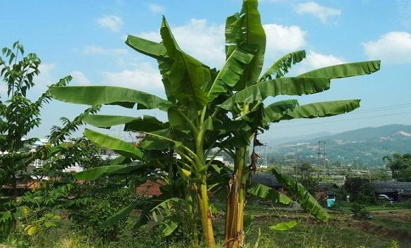 芭蕉樹用途
