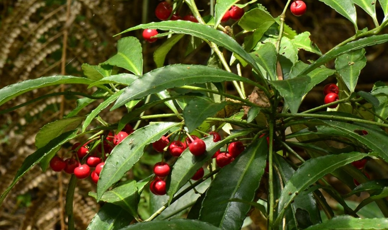 紫金牛 病蟲害防治