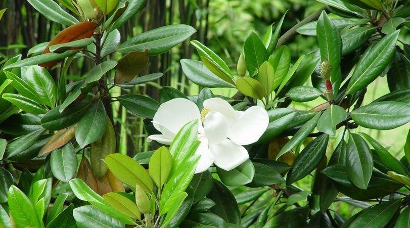 玉蘭花照顧方法