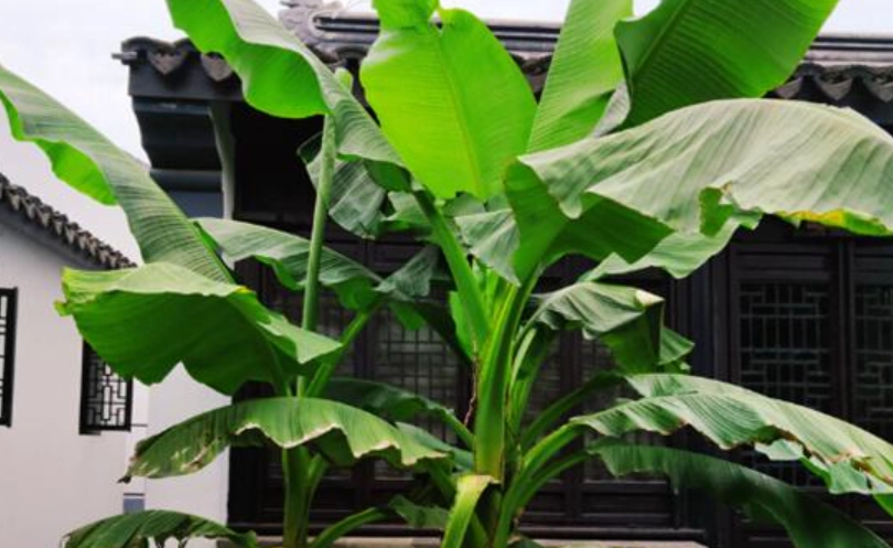 芭蕉樹風水