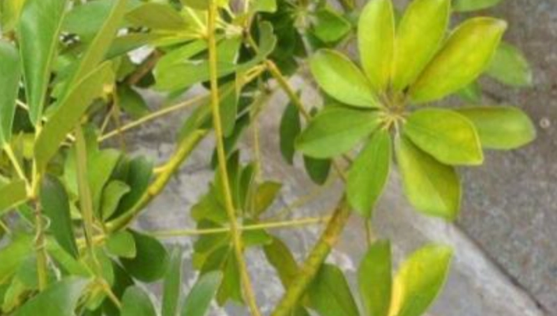 發財樹葉子變黃處理