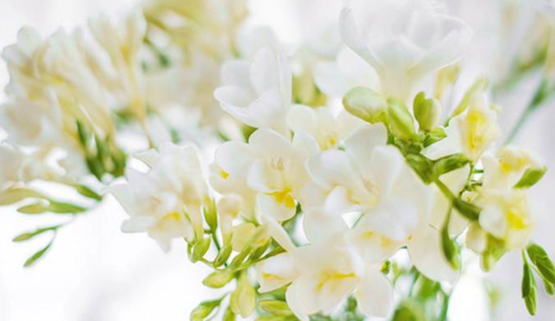 小蒼蘭種植方法