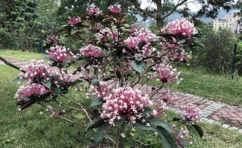 煙火樹觀賞地點