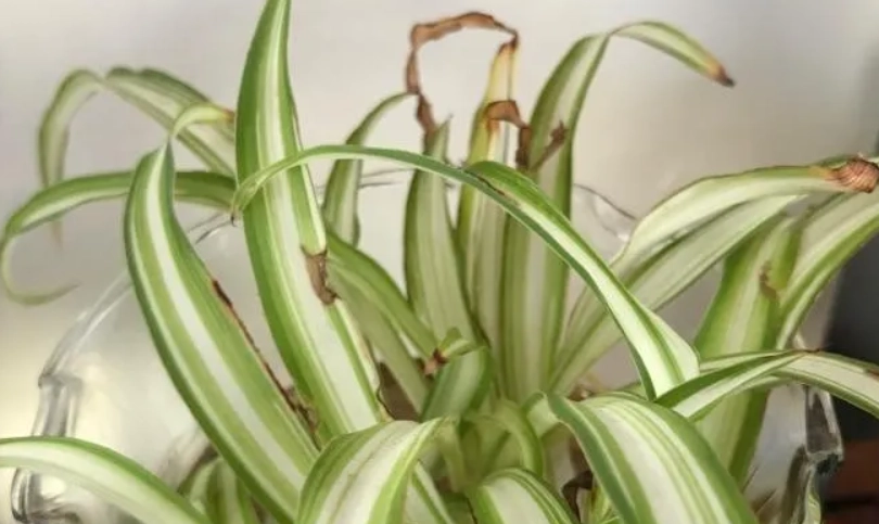 白紋草病虫害 白紋草病虫害