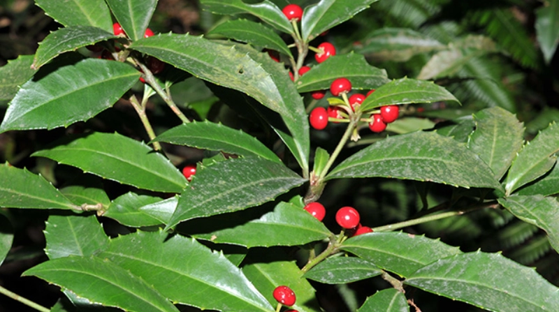 紫金牛 養護方法