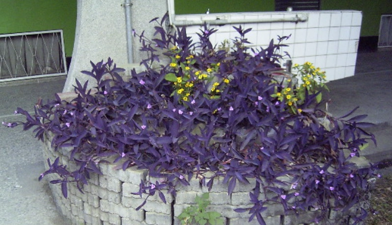 紫錦草枯黃處理