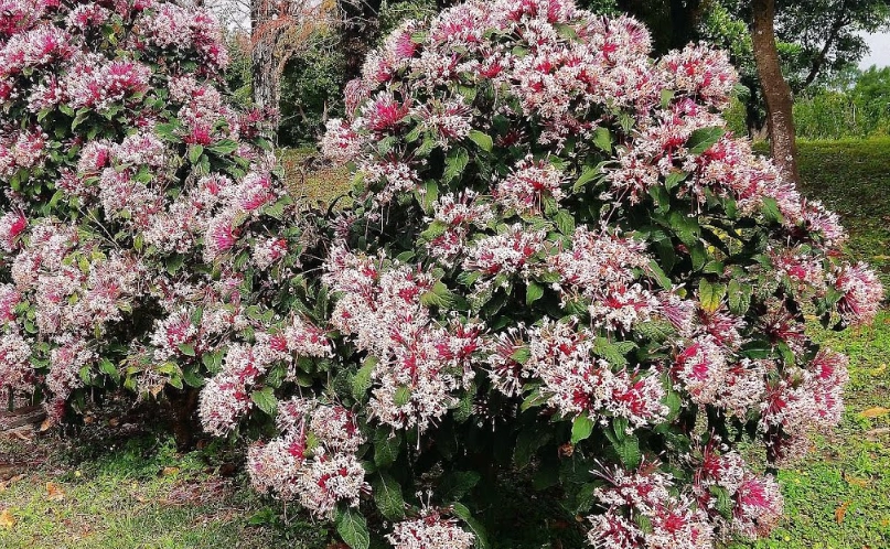 煙火樹觀賞地點