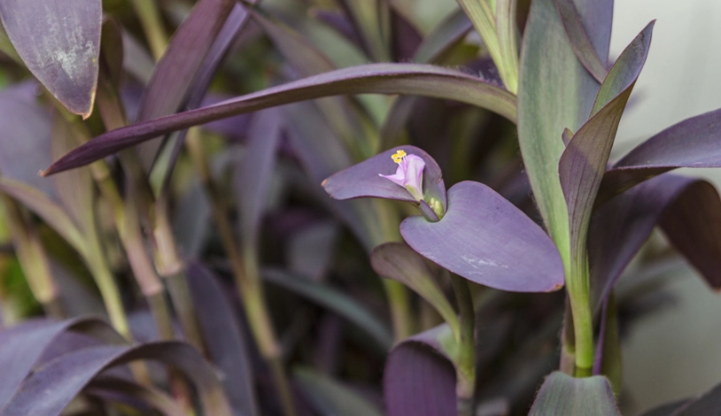 紫錦草枯黃處理