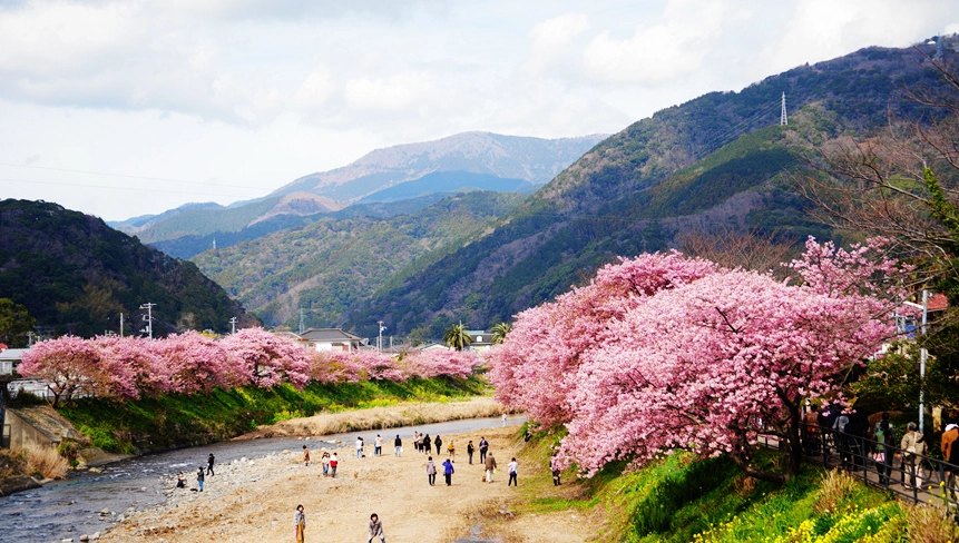 靜岡河津櫻